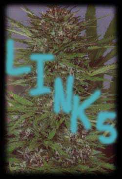 Links to other cool sites